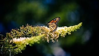 butterfly insect nature colorful