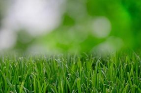 grass wallpaper background green