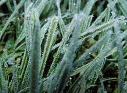 ground grass iced nature structure