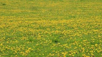 dandelion meadow yellow green