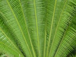 fern plant green background leaves