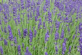 lavender blossom bloom purple