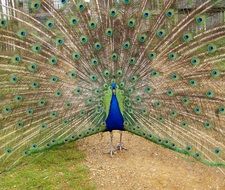 peacock bird blue feather nature