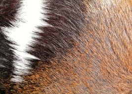 fur brown texture background pride
