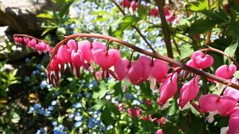 pink flowers green background