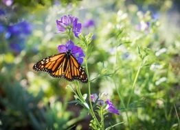 monarch butterfly on purple flower in the garden