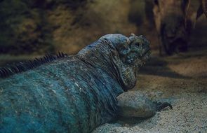 rhinoceros iguana animal