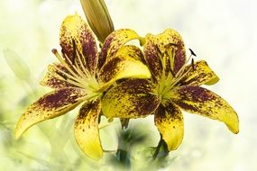 lilies yellow brown speckled