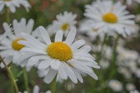 mage rites flowers daisy