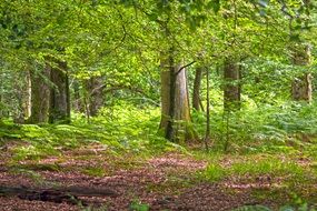 forest woods woodland trees nature