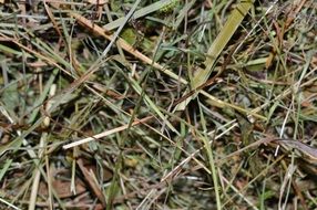 hay dried grass close texture