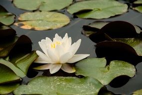 blossoming white lily in the pond