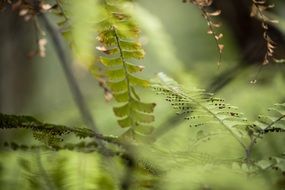 plant abstract blurred blur green