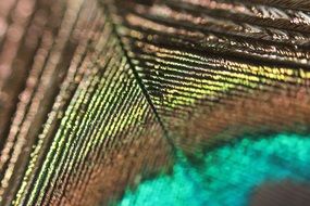 peacock feather background wing