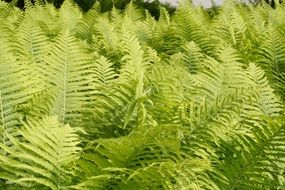 green fern bushes