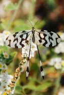 butterfly insect black white