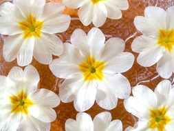 white and yellow flowers pattern