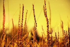 blades of grass straw ear wind