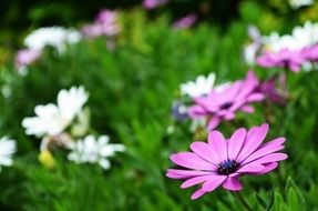 flower nature plant green rosa