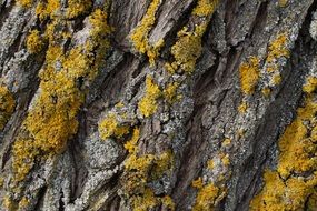 tree bark texture with lichen
