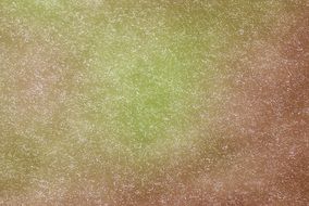 green brown background with speckles