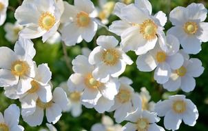 white flower plant flowers nature