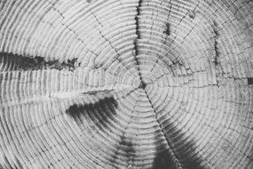tree rings annulus annual
