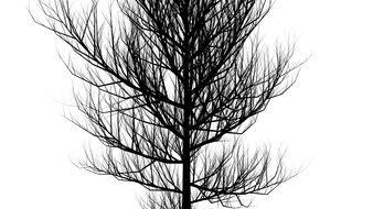 black tree silhouette on white background