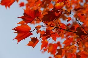 tree autumn yellow maple red leaf