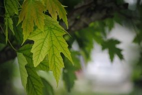 leaves green tree nature leaf