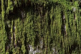 moss stone green nature weave