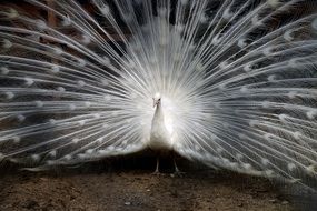 white peacock tail