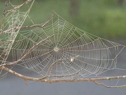 spider web dew pattern insect