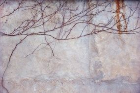 climber ivy wall weathered plant