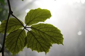 green vine leaves under the sun