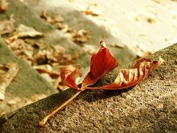 autumn leaf leaves fall nature