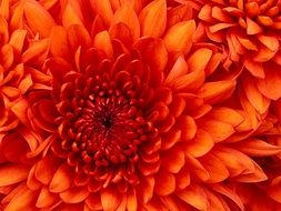 chrysanthemum macro bloom blossom