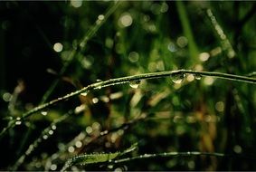 grass green rain drop of water