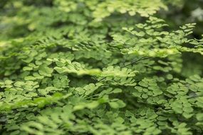 green leaves of acacia closeup
