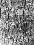 texture palm tree trunk black