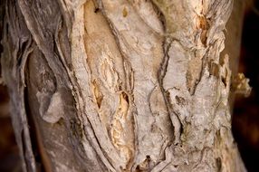 paperbark tree bark