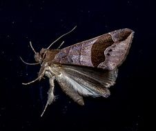 moth large insect brown pattern