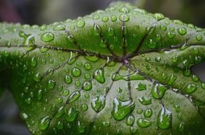 drop of water green leaf macro