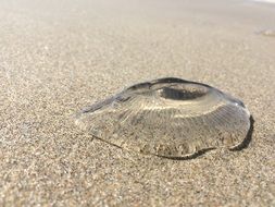 jellyfish sand beach close up