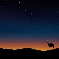 camel oman egypt morocco wallpaper