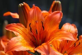 lily red background flower plant