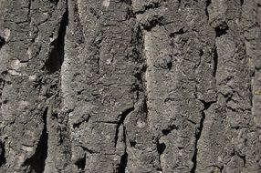 gray texture of tree bark