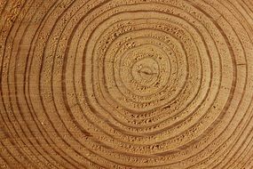 wood tree annual rings pattern