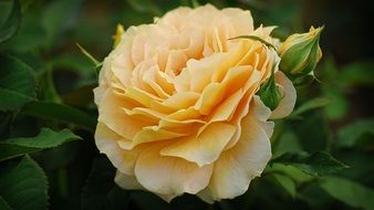 rose golden yellow pastel garden