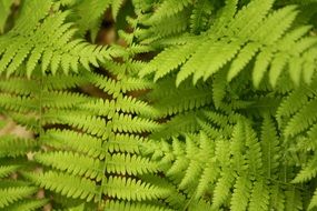 fern plant nature green leaf